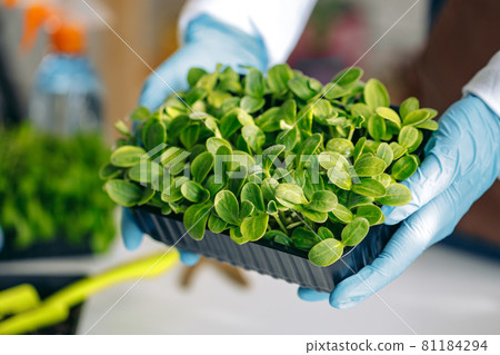Microgreen sprouts healthy food growing for sale Microgreen sprouts healthy food growing for sale 81184294