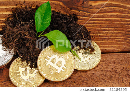 Sprout plant and bitcoin, growth of bitcoin crypto currency 81184295