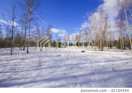 Winter landscape. Little black dog walking in cold sunny day. Winter landscape. Little black dog walking in cold sunny day. 81184384