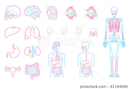 Human body organs internal organs illustration set (white background) 81184606