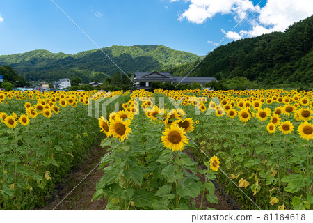 Sunflower that suits the blue sky 81184618
