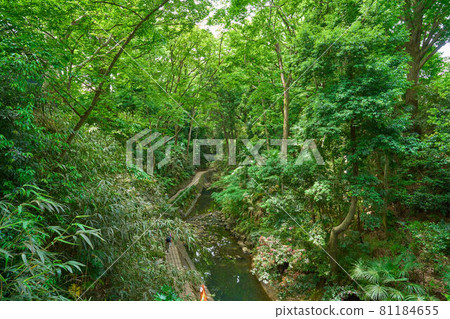 View the valley from the golf bridge over the Todoroki Valley in Setagaya Ward, Tokyo 81184655