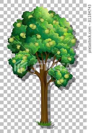 Guava tree on transparent background 81184743