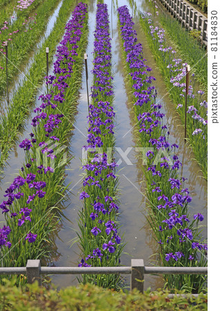 Yoshika Park's irises 81184830