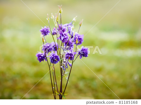 Blue flower of Aquilegia vulgaris. 81185168