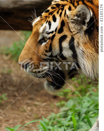 Amur tiger male Amur tiger male 81185174
