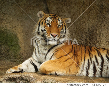Siberian tiger male sitting Siberian tiger male sitting 81185175
