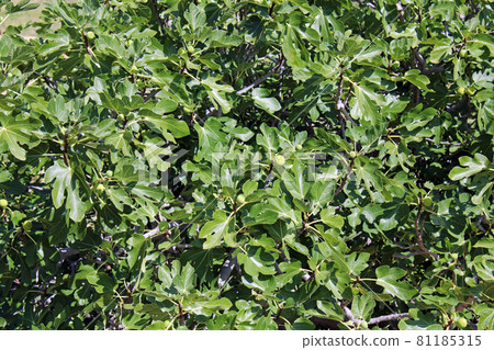 Baska, island Krk, phenomenal Zarok - sandy area, fig tree, wild vegetation, Adriatic coast, Croatia Baska, island Krk, phenomenal Zarok - sandy area, fig tree, wild vegetation, Adriatic coast, Croatia 81185315