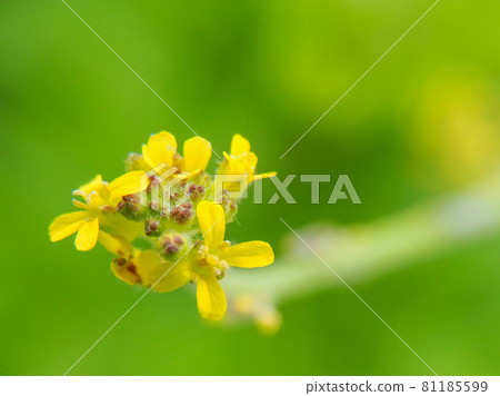 Hedge mustard blooming on the Arakawa riverbed Hedge mustard blooming on the Arakawa riverbed 81185599