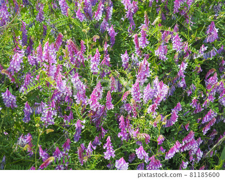 Hairy vetch blooming on the Arakawa riverbed 81185600
