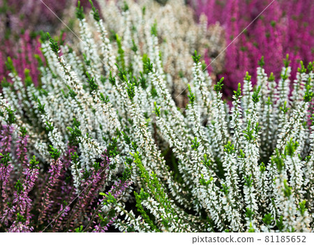 Flowering heather plants growing in garden Flowering heather plants growing in garden 81185652