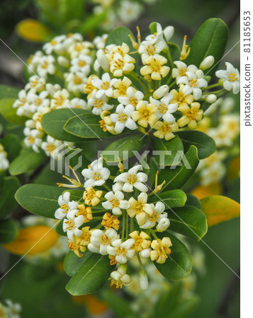 荒川河床上盛開的鳥羽 荒川河床上盛開的鳥羽 81185653