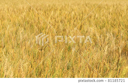 Hokkaido, a beautiful golden wheat field 81185721
