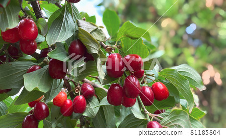 Close-up of ripe dogwood fruit in clear summer weather. Gardening concept 81185804