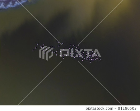 Flamingos in patagonia , Aerial View Flamingos in patagonia , Aerial View 81186502