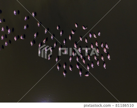 Flamingos in patagonia , Aerial View Flamingos in patagonia , Aerial View 81186510
