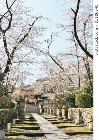 Cherry blossoms in full bloom at Mitsui-ji Temple, Toin Tandai Lantern Cherry blossoms in full bloom at Mitsui-ji Temple, Toin Tandai Lantern 81186940