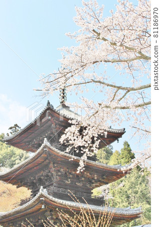 Cherry blossoms in full bloom at Mitsui Temple, Toin Mie Tower 81186970