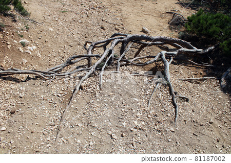 Baska, island Krk, phenomenal Zarok - sandy area, roots of  wild vegetation, Adriatic coast, Croatia 81187002