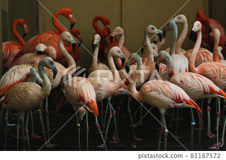 Flock of flamingos Flock of flamingos 81187572