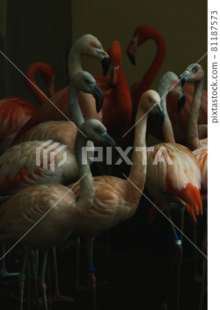Flock of flamingos 81187573