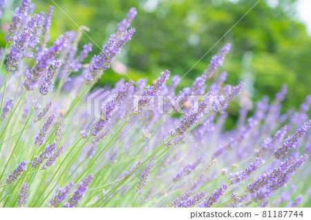 Dark purple glosso lavender field, lavender, 81187744