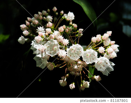 Kalmia blooming in Akatsuka Botanical Garden, Itabashi-ku, Tokyo Kalmia blooming in Akatsuka Botanical Garden, Itabashi-ku, Tokyo 81187801