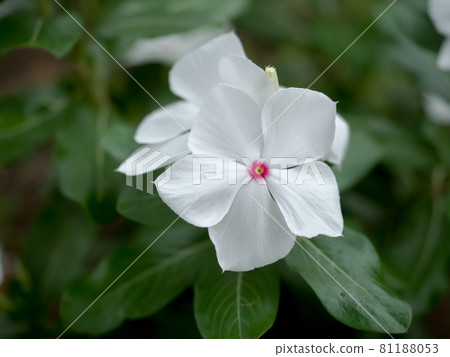 長春花 長春花 81188053