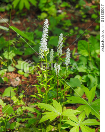 東京都板橋區赤塚植物園盛開的金銀花 東京都板橋區赤塚植物園盛開的金銀花 81188067
