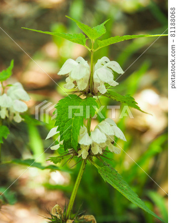 東京板橋區赤塚植物園盛開的白蕁麻 東京板橋區赤塚植物園盛開的白蕁麻 81188068