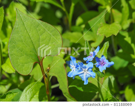 東京板橋區赤塚植物園盛開的牛舌草 東京板橋區赤塚植物園盛開的牛舌草 81188069