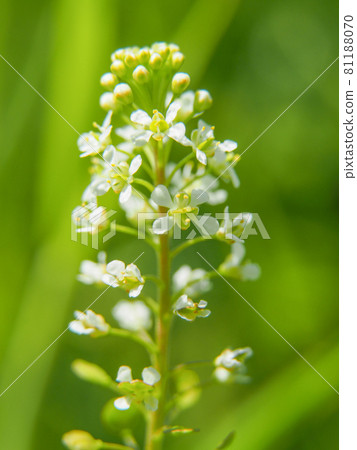 Virginia pepperweed blooming on the Arakawa riverbed 81188070