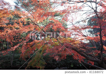 Autumn leaves 81188072
