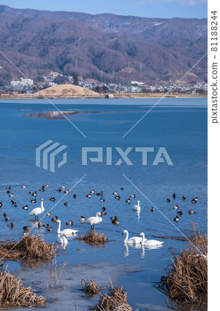 諏訪湖：冰湖和水禽 81188244