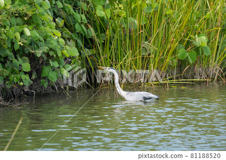 Gray heron in a summer pond 81188520