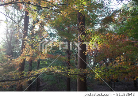 Autumn leaves Autumn leaves 81188648