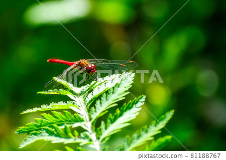 Red dragonfly on farn against dark green background Red dragonfly on farn against dark green background 81188767