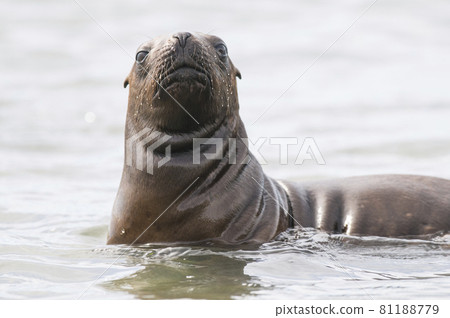 Baby sea lion , Patagonia Argentina Baby sea lion , Patagonia Argentina 81188779