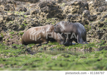 Baby sea lion , Patagonia Argentina 81188787