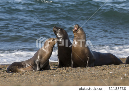 Sea Lion female , Patagonia Argentina Sea Lion female , Patagonia Argentina 81188788
