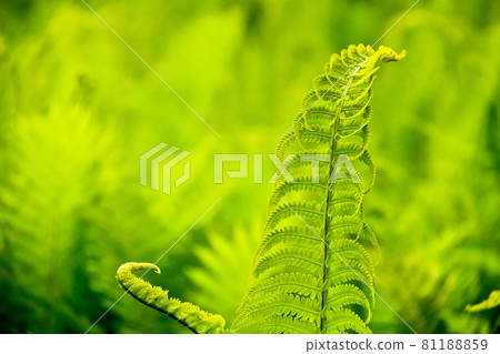 背光蕨類植物幼葉群落的一部分 81188859