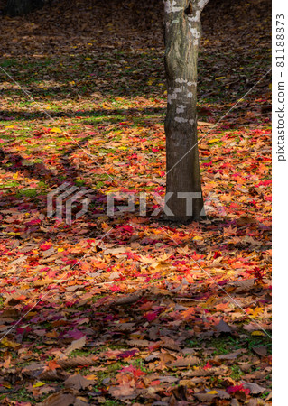 Ground buried in fallen leaves Ground buried in fallen leaves 81188873