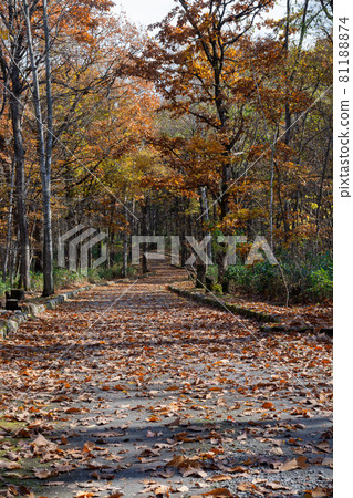 A park road in late autumn buried in fallen leaves 81188874