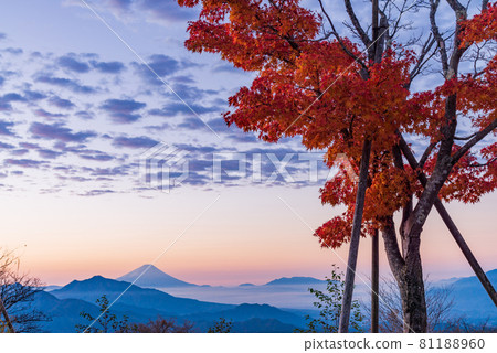 (Yamanashi Prefecture) A distant view of Mt. Fuji from the Kiyosato / Utsukushi Forest Observatory 81188960