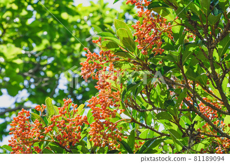 我在公園裡看到的紅色果樹，我什至不知道它的名字，看起來像一顆寶石。 81189094