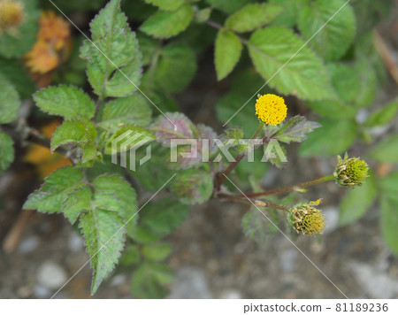荒川河床上盛開的小仙丹草 荒川河床上盛開的小仙丹草 81189236