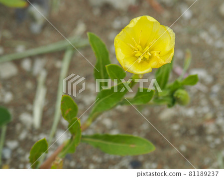 Evening primrose blooming on the Arakawa riverbed 81189237