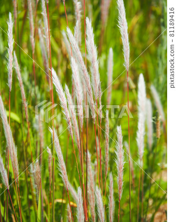 Imperata cylindrica blooming on the Arakawa riverbed Imperata cylindrica blooming on the Arakawa riverbed 81189416