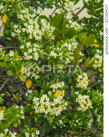 荒川河床上盛開的鳥羽 荒川河床上盛開的鳥羽 81189427