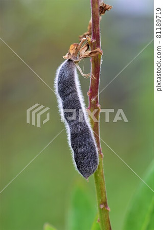 Close up of a black ripe lupine pod against a blurred green background 81189719